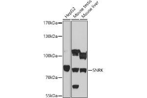 Western blot analysis of extracts of various cell lines, using SNRK antibody (ABIN7270381) at 1:1000 dilution. (SNRK anticorps  (AA 140-240))