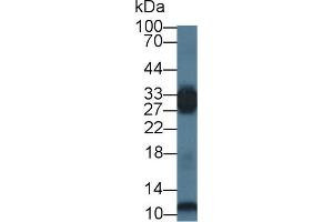 Western blot analysis of Mouse Skeletal muscle lysate, using Human PGAM2 Antibody (1 µg/ml) and HRP-conjugated Goat Anti-Rabbit antibody (
