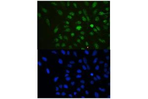 IF analysis of HP1 gamma using anti-HP1 gamma antibody (ABIN5693033). (CBX3 anticorps  (AA 2-183))