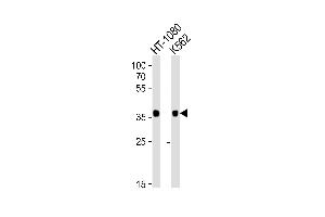 Western blot analysis of lysates from HT-1080, K562 cell line (from left to right), using MRGPRX3 Antibody (N-term) (ABIN6243666 and ABIN6577608). (MRGPRX3 anticorps  (N-Term))