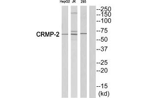 Western blot analysis of extracts from HepG2 cells, Jurkatcells and 293 cells, using CRMP2 (epitope around residue 522) antibody. (DPYSL2 anticorps  (Ser522))