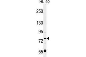 Western blot analysis in HL-60 cell line lysates (35ug/lane) detecting POU2F1 protein (arrow) by the use of POU2F1 (POU2F1 anticorps  (Middle Region))