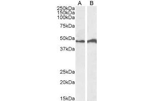 ABIN940553 (0. (IRF4 anticorps  (C-Term))