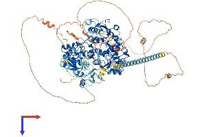 AlphaFold protein structure predicition of Human Recombinant PAXIP1 Protein, UniprotID Q6ZW49
