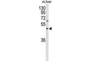 Western blot analysis of GPR160 (arrow) in mouse liver tissue lysates (35ug/lane) using GPR160/GPCR150 Antibody (C-term).