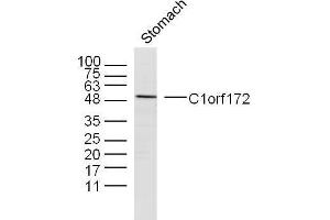 Mouse stomach lysates probed with C1orf172 Polyclonal Antibody, unconjugated  at 1:300 overnight at 4°C followed by a conjugated secondary antibody at 1:10000 for 90 minutes at 37°C. (C1orf172 anticorps  (AA 245-295))