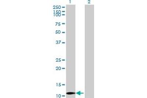 Western Blot analysis of LYZL4 expression in transfected 293T cell line by LYZL4 MaxPab polyclonal antibody. (Lysozyme-Like 4 anticorps  (AA 1-146))