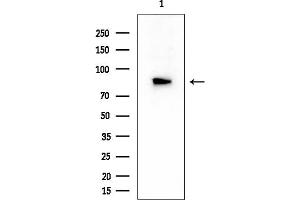 anti-C-Jun-Amino-Terminal Kinase-Interacting Protein 2 (JIP-2) (Internal Region) antibody