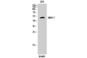 Western Blotting (WB) image for anti-Mitogen-Activated Protein Kinase Kinase 7 (MAP2K7) (Thr387) antibody (ABIN3175983) (MAP2K7 anticorps  (Thr387))