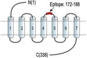 anti-Purinergic Receptor P2Y, G-Protein Coupled, 14 (P2RY14) (2nd Extracellular Loop), (AA 172-188) antibody (FITC)
