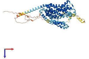 AlphaFold protein structure predicition of Mouse Recombinant Slc1a2 Protein, UniprotID P43006