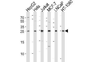 Western blot analysis of lysates from HepG2, Hela, Jurkat, MCF-7, LNCaP, HT-1080 cell line (from left to right), using FGF8 Antibody (N-term) (ABIN6243660 and ABIN6577641). (FGF8 anticorps  (N-Term))