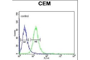 Z Antibody (N-term) (ABIN653866 and ABIN2843121) flow cytometric analysis of CEM cells (right histogram) compared to a negative control cell (left histogram). (ZNF160 anticorps  (N-Term))