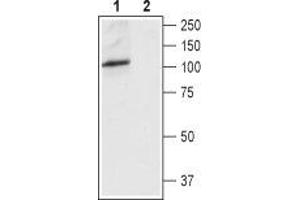 Western blot analysis of rat brain lysate: - 1. (TRPV4 anticorps  (3rd Extracellular Loop))