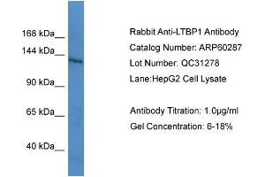 WB Suggested Anti-LTBP1  Antibody Titration: 0. (LTBP1 anticorps  (C-Term))