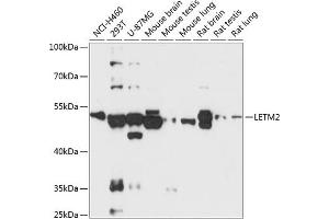 LETM2 anticorps  (AA 257-396)