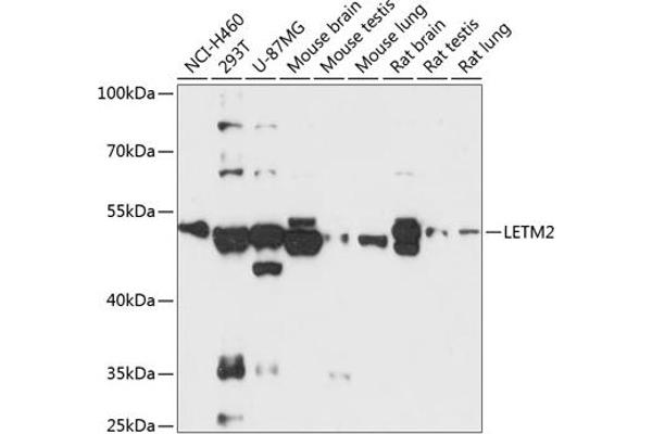 LETM2 anticorps  (AA 257-396)