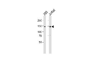 Western blot analysis of lysates from 293, Jurkat cell line (from left to right), using GLI2 Antibody (C-term) (ABIN6243675 and ABIN6577401).