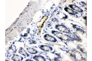 IHC testing of FFPE mouse intestine tissue with ANGPTL2 antibody at 1ug/ml.