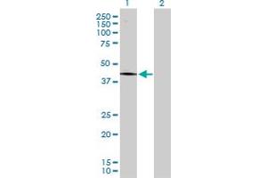Western Blot analysis of PCYT1A expression in transfected 293T cell line by PCYT1A MaxPab polyclonal antibody.