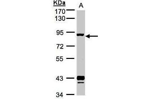 WB Image Sample(30 ug whole cell lysate) A:MOLT4 , 7.
