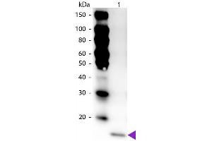 Western Blot of Peroxidase Conjugated Rabbit anti-IL-17F antibody. (IL17F anticorps  (HRP))