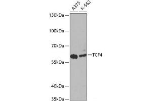 Western blot analysis of extracts of various cell lines using TCF4 Polyclonal Antibody at dilution of 1:1000. (TCF4 anticorps)