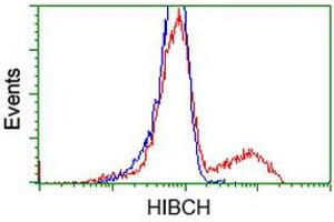 Image no. 4 for anti-3-hydroxyisobutyryl-CoA Hydrolase (HIBCH) antibody (ABIN1498653)