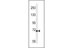 LRP10 Antibody (N-term) (ABIN657077 and ABIN2846240) western blot analysis in A549 cell line lysates (35 μg/lane). (LRP10 anticorps  (N-Term))