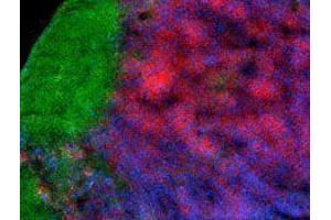 Immunofluorescence (IF) image for anti-Protein tyrosine Phosphatase, Receptor Type, C (PTPRC) antibody (Alexa Fluor 488) (ABIN2657442)