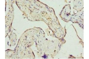Immunohistochemistry of paraffin-embedded human placenta tissue using ABIN7162541 at dilution of 1:100