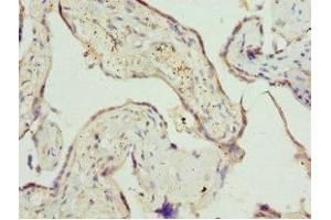 Immunohistochemistry of paraffin-embedded human placenta tissue using ABIN7162541 at dilution of 1:100 (ZDHHC17 anticorps  (AA 170-310))