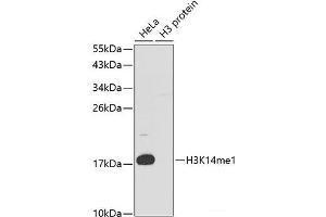 Western blot analysis of extracts of various cell lines using MonoMethyl-Histone H3-K14 Polyclonal Antibody. (Histone 3 anticorps  (meLys14))
