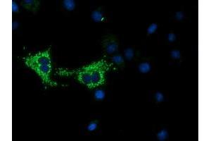 Immunofluorescence (IF) image for anti-Cytochrome C Oxidase Subunit VIa Polypeptide 1 (COX6A1) antibody (ABIN1497585) (COX6A1 anticorps)