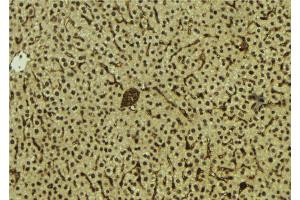 ABIN6278809 at 1/100 staining Mouse liver tissue by IHC-P. (MAFB anticorps  (C-Term))