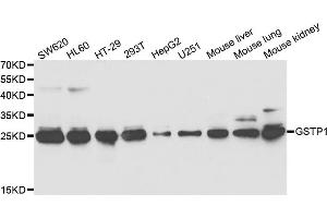 Western blot analysis of extracts of various cell lines, using GSTP1 antibody (ABIN5973328) at 1/1000 dilution. (GSTP1 anticorps)