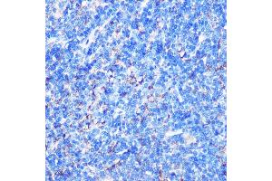 Immunohistochemistry of paraffin-embedded Mouse spleen using STK26 Rabbit pAb (ABIN7270231) at dilution of 1:100 (40x lens).