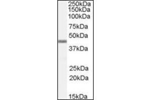 Western Blot Image: Antibody (0. (APOBEC3G anticorps  (C-Term))