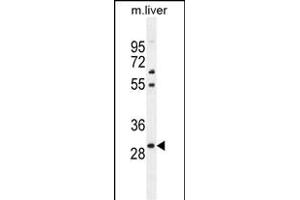 PHOX2B Antibody (Center) (ABIN655288 and ABIN2844878) western blot analysis in mouse liver tissue lysates (35 μg/lane). (PHOX2B anticorps  (AA 104-130))
