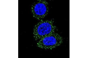 Confocal immunofluorescent analysis of AKT2 Antibody (ABIN659024 and ABIN2838047) with Hela cell followed by Alexa Fluor® 488-conjugated goat anti-mouse lgG (green). (AKT2 anticorps)