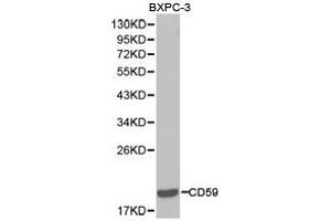 Western Blotting (WB) image for anti-CD59 (CD59) antibody (ABIN1871644) (CD59 anticorps)