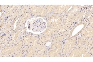 Detection of ADPN in Porcine Kidney Tissue using Monoclonal Antibody to Adiponectin (ADPN) (ADIPOQ anticorps  (AA 18-243))
