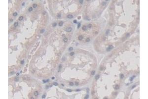 Detection of TMEM27 in Human Kidney Tissue using Monoclonal Antibody to Transmembrane Protein 27 (TMEM27) (TMEM27 anticorps  (AA 17-137))