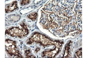 Immunohistochemical staining of paraffin-embedded Human Kidney tissue using anti-RGS16 mouse monoclonal antibody. (RGS16 anticorps)