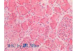 ABIN2613380 (5µg/ml) staining of paraffin embedded Human Kidney.