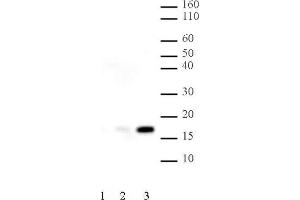 Histone H2B acetyl Lys120 pAb tested by Western blot. (Histone H2B anticorps  (acLys120))