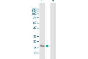 Western Blot analysis of IFITM3 expression in transfected 293T cell line by IFITM3 MaxPab polyclonal antibody. (IFITM3 anticorps  (AA 1-133))