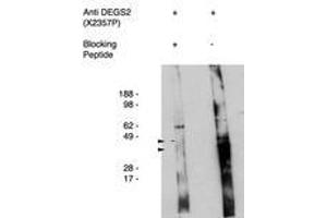 Image no. 1 for anti-Degenerative Spermatocyte Homolog 2, Lipid Desaturase (DEGS2) antibody (ABIN793719) (DEGS2 anticorps)