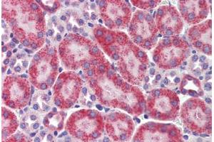 Mouse kidney: Formalin-Fixed, Paraffin-Embedded (FFPE)