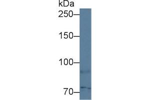 Western blot analysis of Human HepG2 cell lysate, using Human TAP1 Antibody (1 µg/ml) and HRP-conjugated Goat Anti-Rabbit antibody ( (TAP1 anticorps  (AA 525-808))